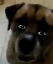 Dog eyes Meme Template