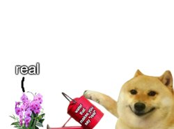 doge water that makes you say real Meme Template