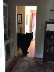 Bear in home Meme Template