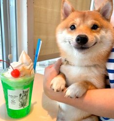 shiba inu gets a dog drink Meme Template