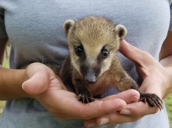 Baby Coati mammal Cozumel Meme Template