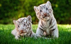 Baby White Tiger cubs Meme Template