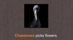 Chaosmarx picks flowers Meme Template