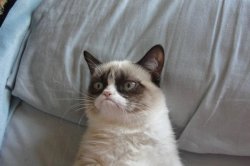 Grumpy Cat Meme Templates Imgflip - oddawaj robuxy grumpy cat meme generator