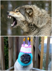Wolf dog birthday Meme Template
