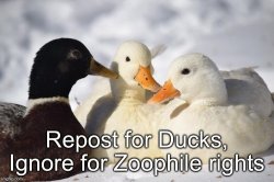 Duck Meme Template