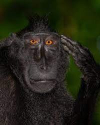 monkee Meme Template