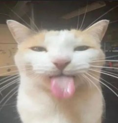 Bleh cat Meme Template