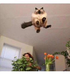 Cat flying at you Meme Template