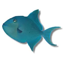 Niger Triggerfish Meme Template