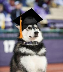 Graduate Dog Meme Template