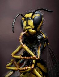 Murder Hornet Meme Template