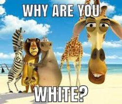 why are you white? Meme Template