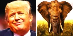 Trump and elephant Meme Template