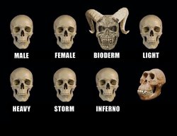 T2 Idiot Skull Meme Template