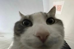 Zoom cat Meme Template