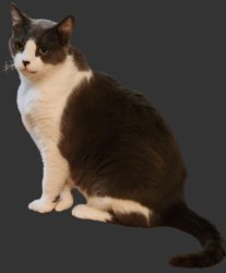 bruce the cat Meme Template