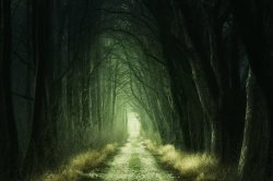 Creepy Forest Meme Template