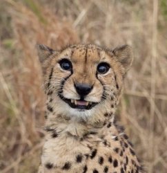 Smiling Cheetah Meme Template