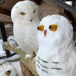 Snow Owl Meme Template