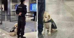 SAD AIRPORT SECURITY PUPPY IN TRAINING Meme Template