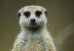 RLC STH Meerkat Meme Template