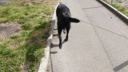 Black dog walking Meme Template