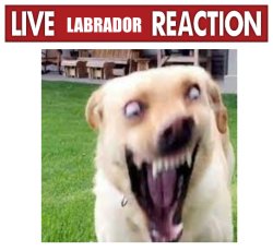 Live insane dog reaction Meme Template