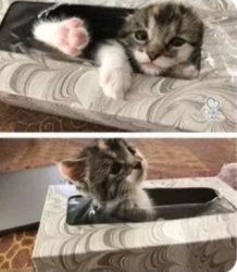 cat in tissues cute :) Meme Template