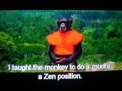 Zen Monkey Meme Template