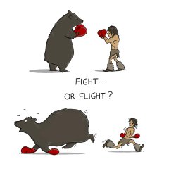 fight or flight bear? Meme Template