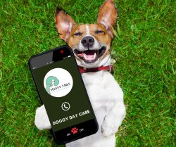 Dog on phone Meme Template