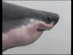 Shark Meme Template