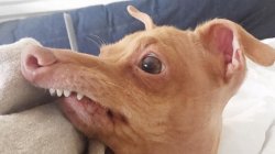 Overbite Dog Meme Template