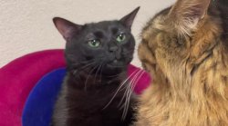 cat 2 Meme Template