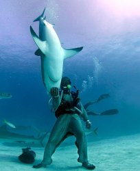Diver holding shark Meme Template