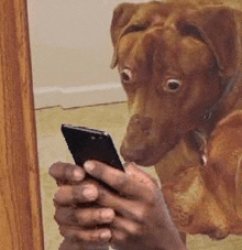 dogs staring at phone in suprise Meme Template