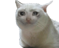 crying cat Meme Template