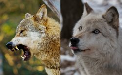 two wolves Meme Template