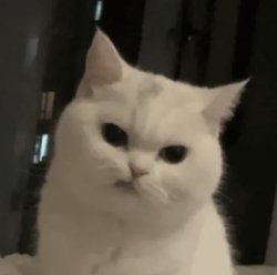 Angry cat Meme Template