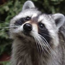 Raccoon Memorial Meme Template