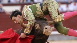 Matadors lament Meme Template