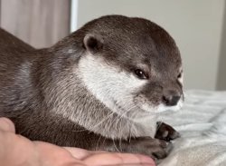 Hana The Otter Meme Template