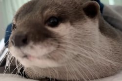 Hana Curvyless Otter Meme Template