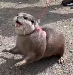 Hana otter Meme Template