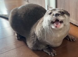 Hana The Otter Chubby Meme Template