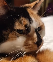 Lulu sama Meme Template