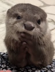 Tororo Cute Meme Template