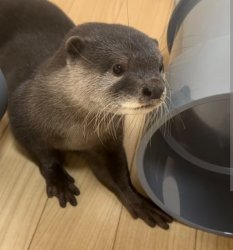 Koko Kotaro The Otter Toons Wiki Fandom Meme Template