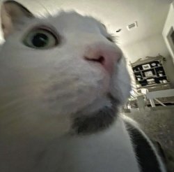 cat-with-phone Meme Template